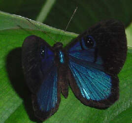 Rainforest blue butterfly