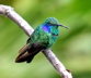 green violet-ear hummingbird