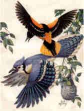 Bluejay and Oriole