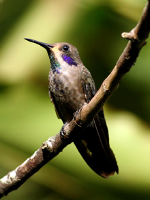 brown violet-ear hummingbird