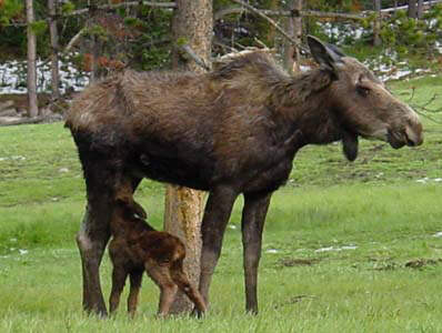 Moose with nursing calf
